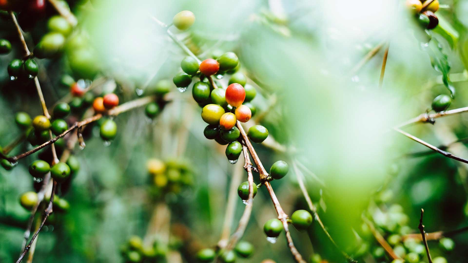 Kaffeplantor under träden i Guatemala