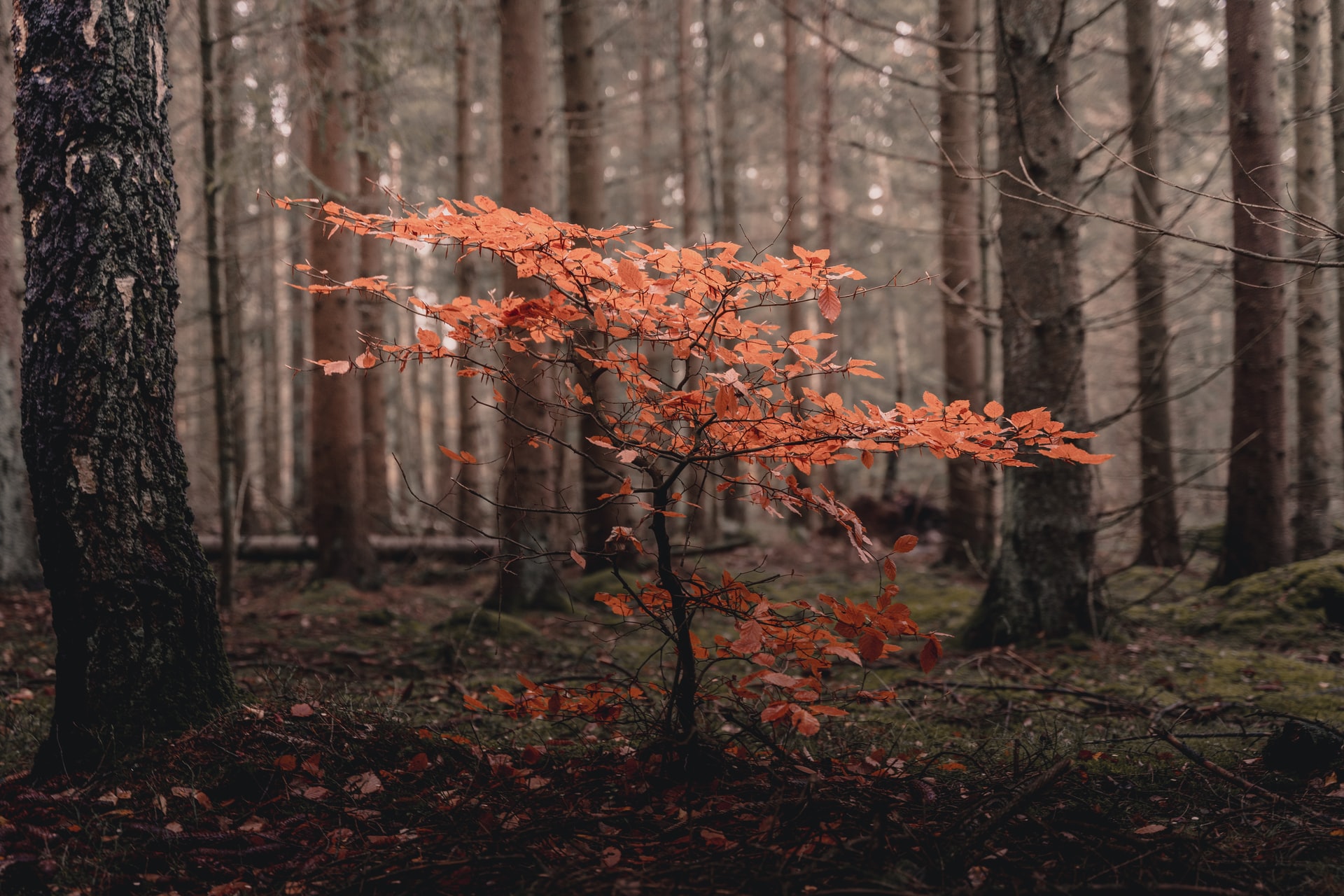 Rätt i oktober